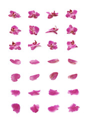 Set of orchid flowers and petals