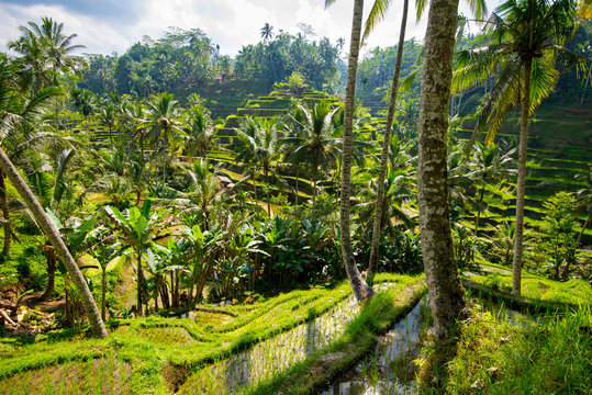 Rice terraces in Tagallalang - Bali, Indonesia.