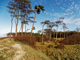 Fototapeta premium Darßer Weststrand, Nationalpark Vorpommersche Boddenlandschaft, Mecklenburg Vorpommern, Deutschland