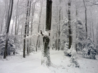Snowy woods