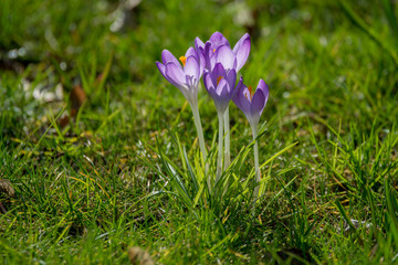 Spring purple crocus flowers on green grass