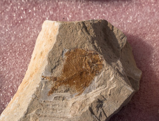 fossil fish in a rock, lived hundreds of millions of years ago