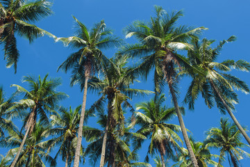 Fototapeta na wymiar Coco palm tree tropical landscape. Palm skyscape vibrant toned photo.