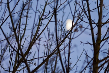 Tree branches silhouetted against blue moonlit sky