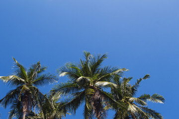 Naklejka na ściany i meble Coco palm tree tropical landscape. Tropical holiday hot day photo.