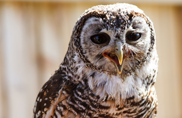 Owl face close up