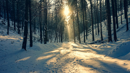 Winterscene, Forrest, Janov