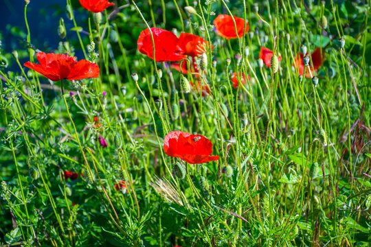 Bright poppies grow on a mountain meadow.