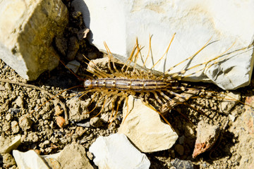 Scutigera Coleoptera runs on the ground with stones. The Flycatcher. Centipede flycatcher, insect predator