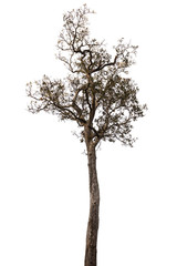 Isolated tree on white background 
