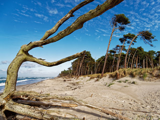 Dar&szlig;er Weststrand, Nationalpark Vorpommersche Boddenlandschaft, Mecklenburg Vorpommern, Deutschland