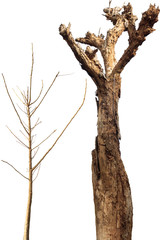 Fototapeta premium dead tree with dry branch isolated on white background