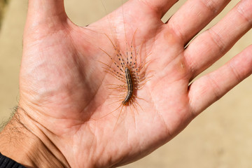 The Flycatcher. Scutigera Coleoptera lies on the person's palm. Centipede flycatcher, insect predator