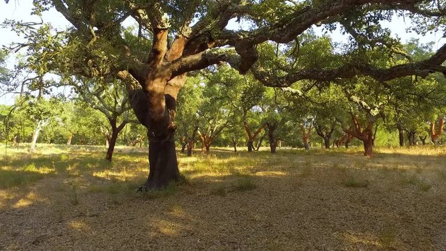 Walking Through Plantation of Cork Oak Trees