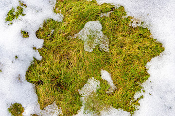 The texture of thawed snow lies on the spring green grass in the form of a map of the world