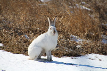 Smiling Rabbit, Edmonton, Alberta