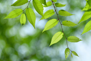 光を浴びて輝く若葉
