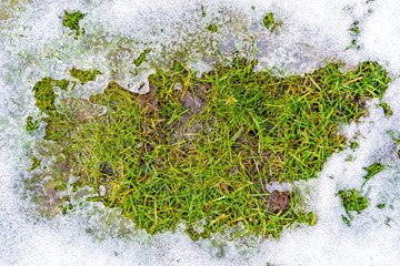 The texture of thawed snow lies on the spring green grass in the form of a map of the world