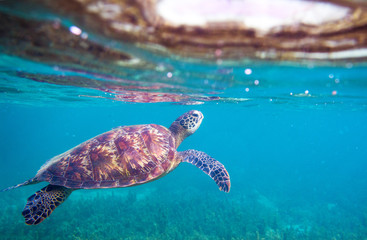 Obraz premium Sea turtle by sea surface. Green sea turtle closeup. Wildlife of tropical coral reef.