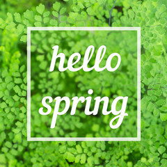 Hello spring text in square white frame on blurred background on image of beautiful green small fern leaves, square cropping/ Hello Spring concept, white and green colors 