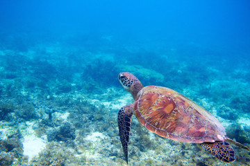 Fototapeta na wymiar Sea turtle in shallow sea water. Green sea turtle closeup. Wildlife of tropical coral reef.