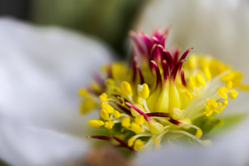 Fototapeta na wymiar hellebore, hellebores, Helleborus flowering plants in the family Ranunculaceae. Pistils and stamens of a flower close-up