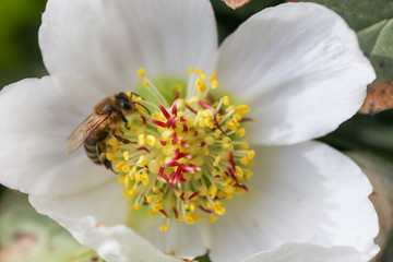 Honey bee collects nectar and pollen in early spring from hellebore, hellebores, Helleborus flowering plants in the family Ranunculaceae.