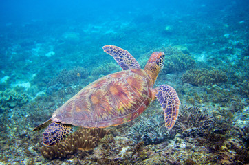 Obraz na płótnie Canvas Sea turtle in blue water above coral reef. Tropical sea nature of exotic island.