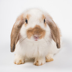 French Lop rabbit brown ear black eye isolated on white background © sutlafk