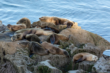 Sea lion lazy day