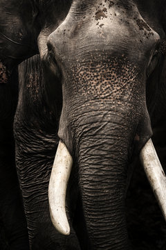 asia Elephant Head white ivory, tusk isolated on black background