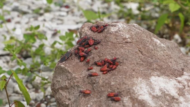 Boxelder Red Bugs Close Up