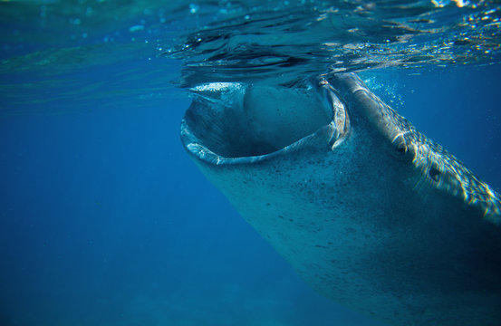 Whale shark open mouth underwater photo. Whale shark head closeup by sea surface.