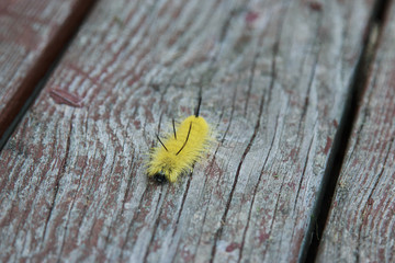 Yellow American Dagger Moth caterpillar