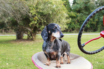 Small Dapple dachshund standing on a tractor seat