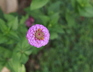 Pink California Giant Mixed Zinnia blooming in the garden