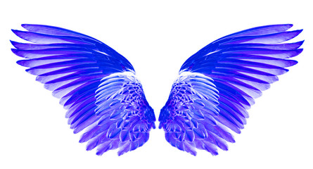 bluw wings on white background