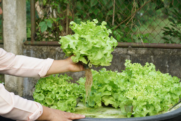 Fresh organic green oak culture in aquaponic or hydroponic farming.