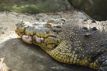 Obraz premium Old alligator head closeup photo. Crocodile sharp teeth and scaled skin.