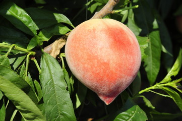 Ripe peaches hanging in a tree