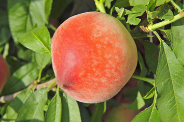 Ripe peaches hanging in a tree