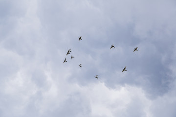 Obraz premium Ten white fluffy purebred doves fly in cloudy sky