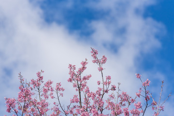 Beautiful pink Sakura cherry blossom, Chiang Mai, Thailand