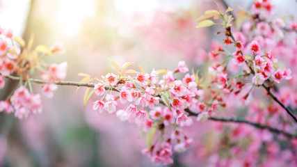 Beautiful  Pink Cherry Blossom on nature background , Sakura flower