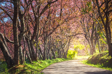 Naklejka premium Pink Cherry Blossom Path through a beautiful road in soft light of sunset