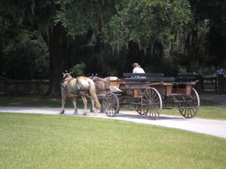 charleston plantation