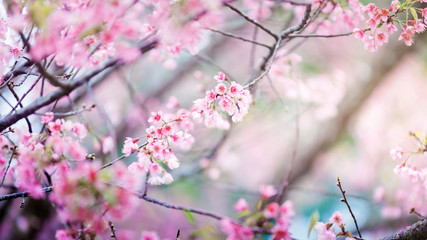 Beautiful  Pink Cherry Blossom on nature background , Sakura flower