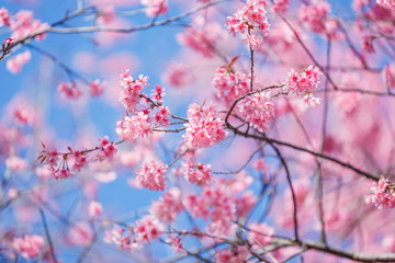Beautiful  Pink Cherry Blossom on nature background in soft light of sunset, Sakura flower