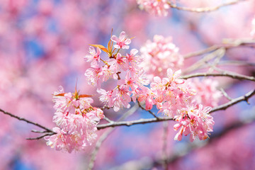 Beautiful  Pink Cherry Blossom on nature background in soft light of sunset, Sakura flower