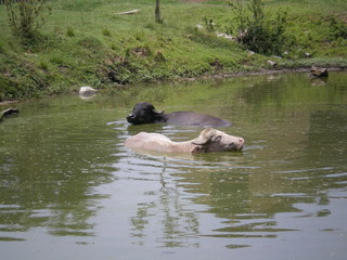 charleston plantation